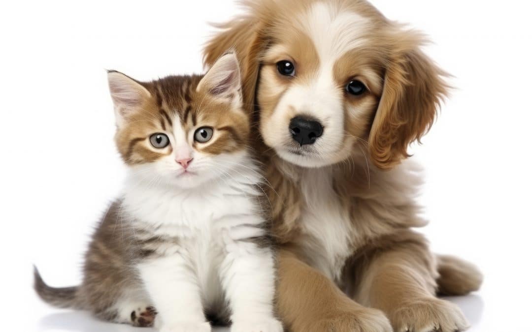 quand les violences familiales passent par l’animal de compagnie