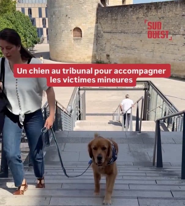 un chien au tribunal pour accompagner les enfants victimes